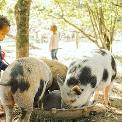 At Tredethick Farm Holiday Cottages, what adventures await your little ones? ðŸ¤©

ðŸŒŸ Hand-feeding the animals?
ðŸŒŸ Enjoying pony rides?
ðŸŒŸ Making a splash in the indoor pool?
ðŸŒŸ Exploring the exciting indoor play area?
ðŸŒŸ Zooming around on the mini tractor?
ðŸŒŸ Discovering the woodland and country trail?
ðŸŒŸ Playing in the outdoor park?

Thereâ€™s no shortage of fun for toddlers! And while theyâ€™re busy creating wonderful memories, you can take a well-deserved moment to relax and recharge. â¤ï¸

Located in the beautiful Cornish countryside, Tredethick Farm is the perfect family getaway! Plus, youâ€™re just a short drive from stunning beaches, charming villages, and family-friendly attractions.

#TredethickFarm #FamilyHolidays #CornishCountryside #ToddlerFun #FamilyGetaway #KidFriendly #CornwallAdventures #FarmStay #HolidayTots