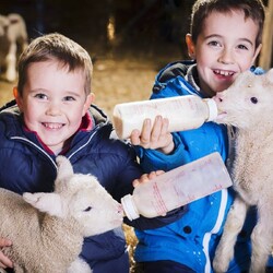 ðŸŒ¿ Lambing Fun for the Whole Family at The Olde House! ðŸŒ¿

This February, bring your toddlers and little ones along for an unforgettable lambing season experience at The Olde House in Cornwall! ðŸ‘ðŸ’›

Join the Lucky Lambing tour â€“ cuddle and bottle-feed the lambs, learn all about farm life, and if youâ€™re lucky, witness a lamb being born! Itâ€™s the perfect hands-on adventure for young children and toddlers to connect with nature.

With an indoor play barn, indoor pool, farm trails, and plenty of outdoor fun, thereâ€™s something for every family member. A fantastic way to enjoy the countryside while keeping the kids entertained!

ðŸ“… Lambing weekends: 7th-9th February & 21st-23rd February 2025

ðŸ“ North Cornwall, close to stunning beaches and family-friendly adventures!

ðŸ”— In Cornwall highlight x 

#LambingSeason #ToddlerFriendly #FamilyFarmStay #CornwallWithKids #HolidayTots #LambingExperience