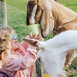 ðŸŒŸ Our Eco-Friendly Star of the Month! ðŸŒŸ

Croft Farm & Celtic Cottages is the perfect family-friendly getaway along the stunning Pembrokeshire coast. With an indoor pool, adventure playground, daily animal feeding ðŸ°, and even a warm welcome for your furry friends ðŸ¶, itâ€™s a holiday the whole family will love!

But what makes it extra special? ðŸŒ¿ Eco-friendly everything! Solar energy, biomass heating, local sourcing, and more! ðŸŒŽ

Save this post and check out Croft Farm on Holiday Tots for your next eco-conscious family trip! ðŸŒ±

#EcoFriendlyTravel #FamilyHoliday #HolidayTots #CroftFarm #SustainableTravel #GreenGetaway #EcoStar #familyholiday #walesholiday #pembrokeshirecoast #familytravel #toddlertravel